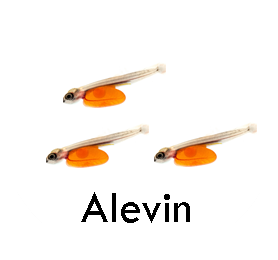 Salmon alevin