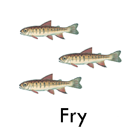 Salmon fry