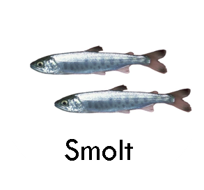 Salmon smolt