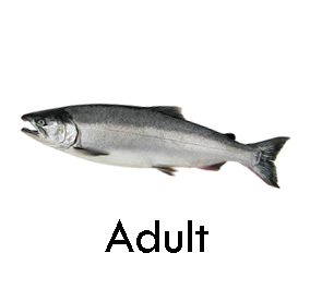 Salmon adult