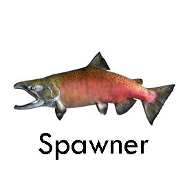 spawner fish