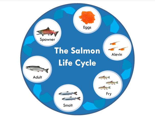 Salmon Life Cycle