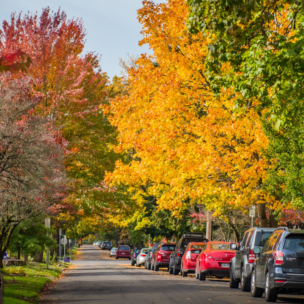 leaf-coupons-provide-free-option-to-dispose-of-leaves-the-city-of