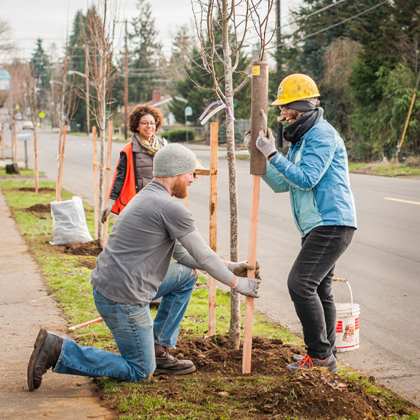 Several volunteers help plant new street trees in Vancouver neighborhood