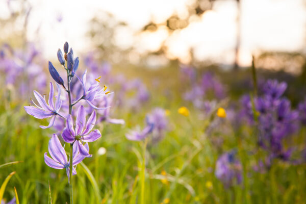 close up of a wildflower field of camas