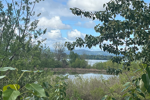 Trees line the Columbia River wetlands