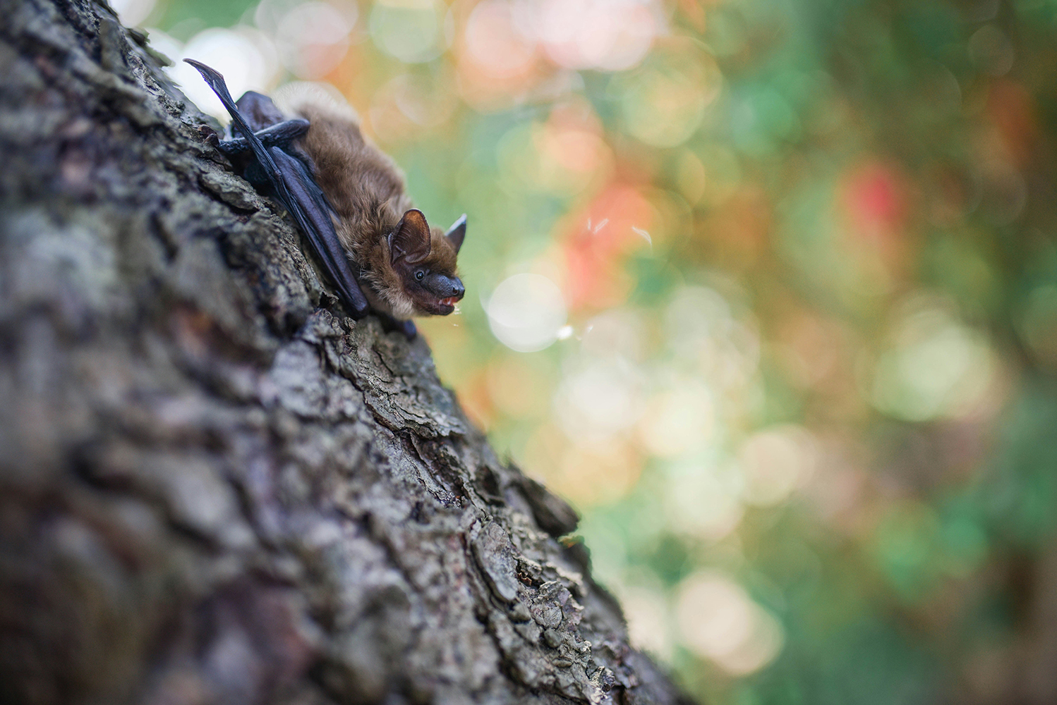 A brown bat on tree bark