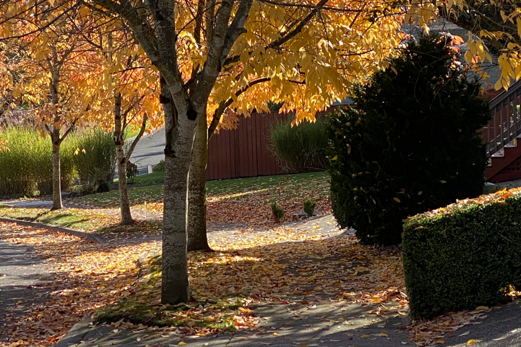 Trees with fall leaves line the street