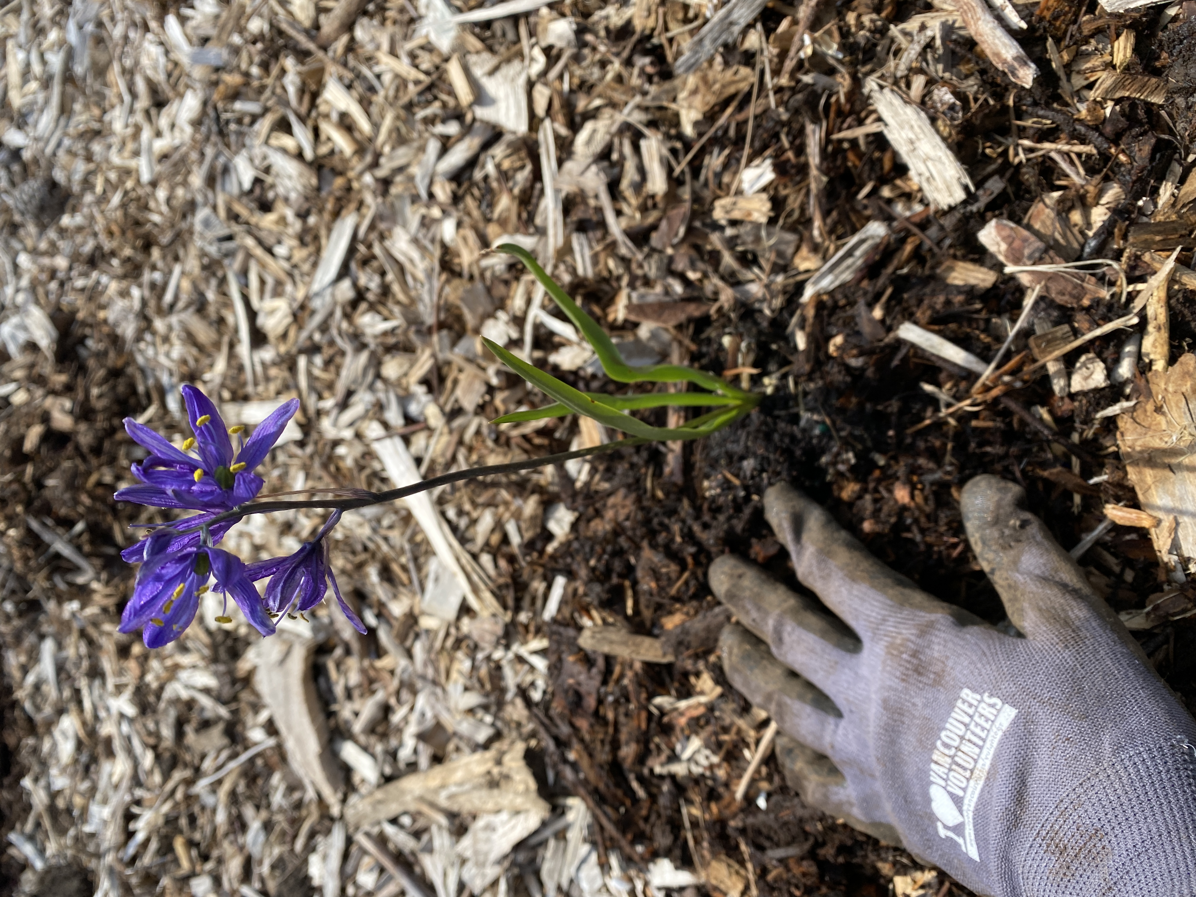 gloved hand on ground with mulch next to lupine flower