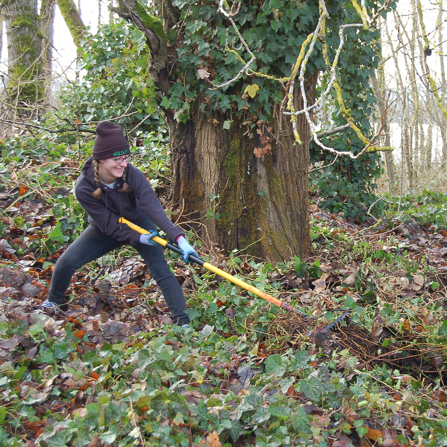 volunteer clearing ivy with a rake