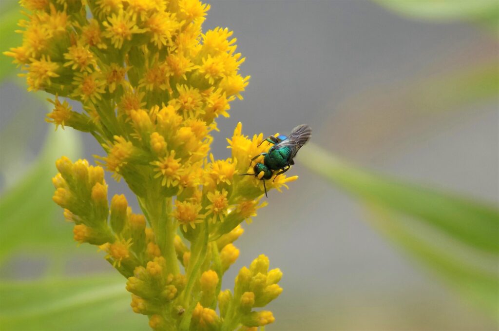 A metallic sweat bee sits on a yellow flower