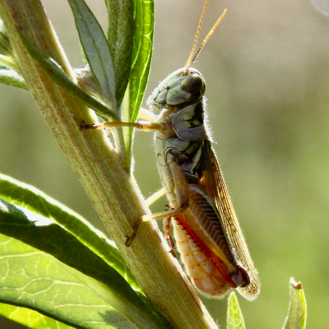 grasshopper