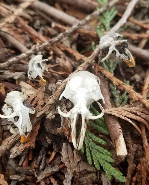 owl pellet skulls in a forest