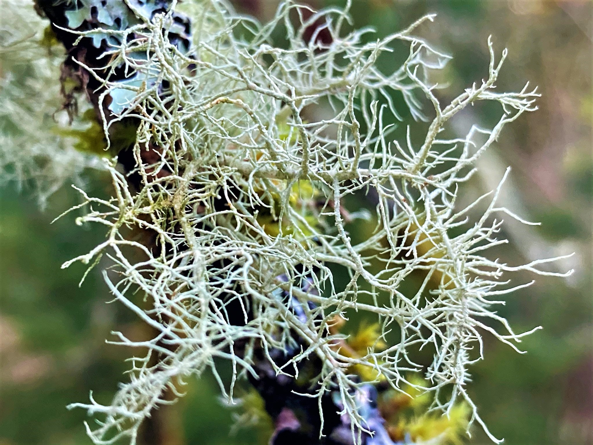 Lichen the Little Things