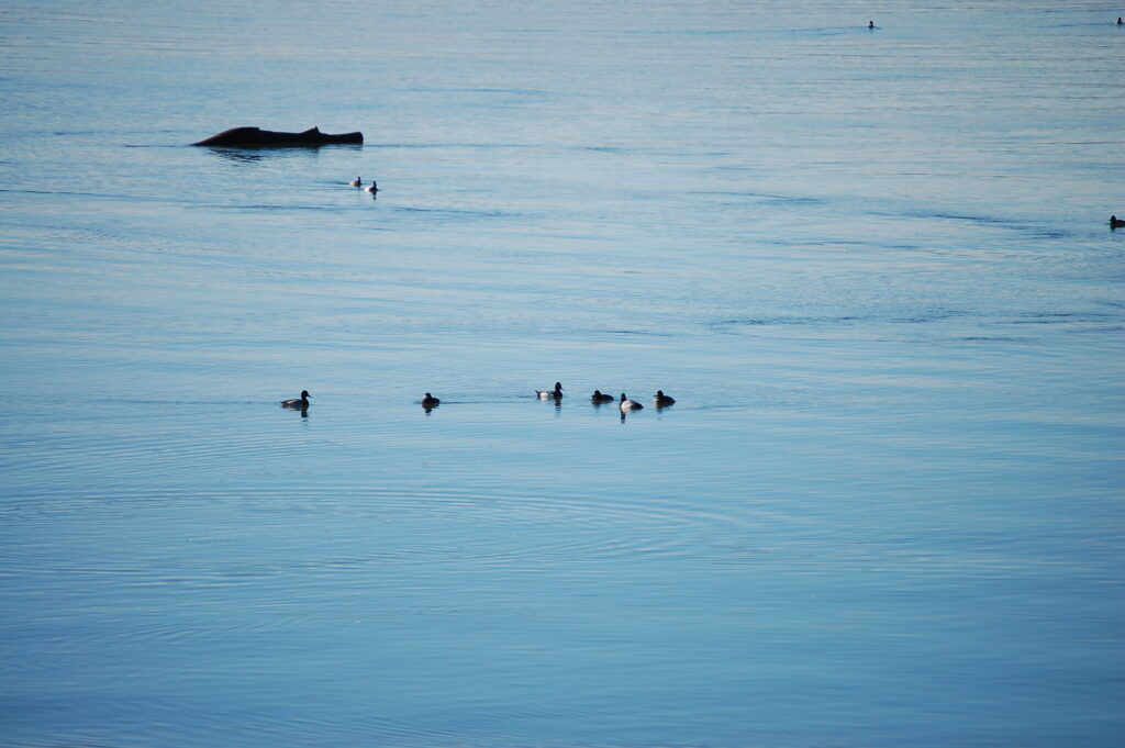 waterfowl swimming on the river