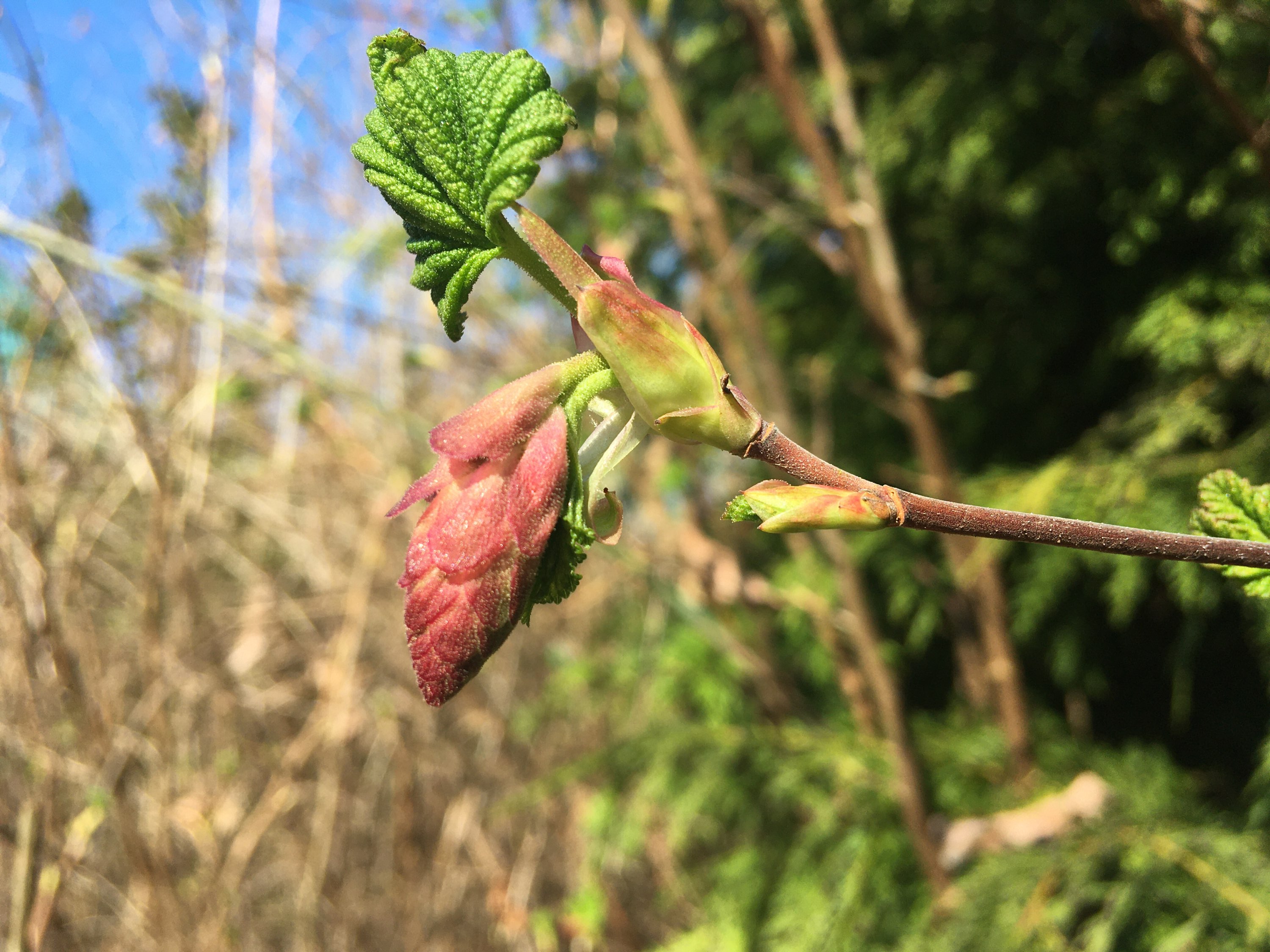 red flowering currant