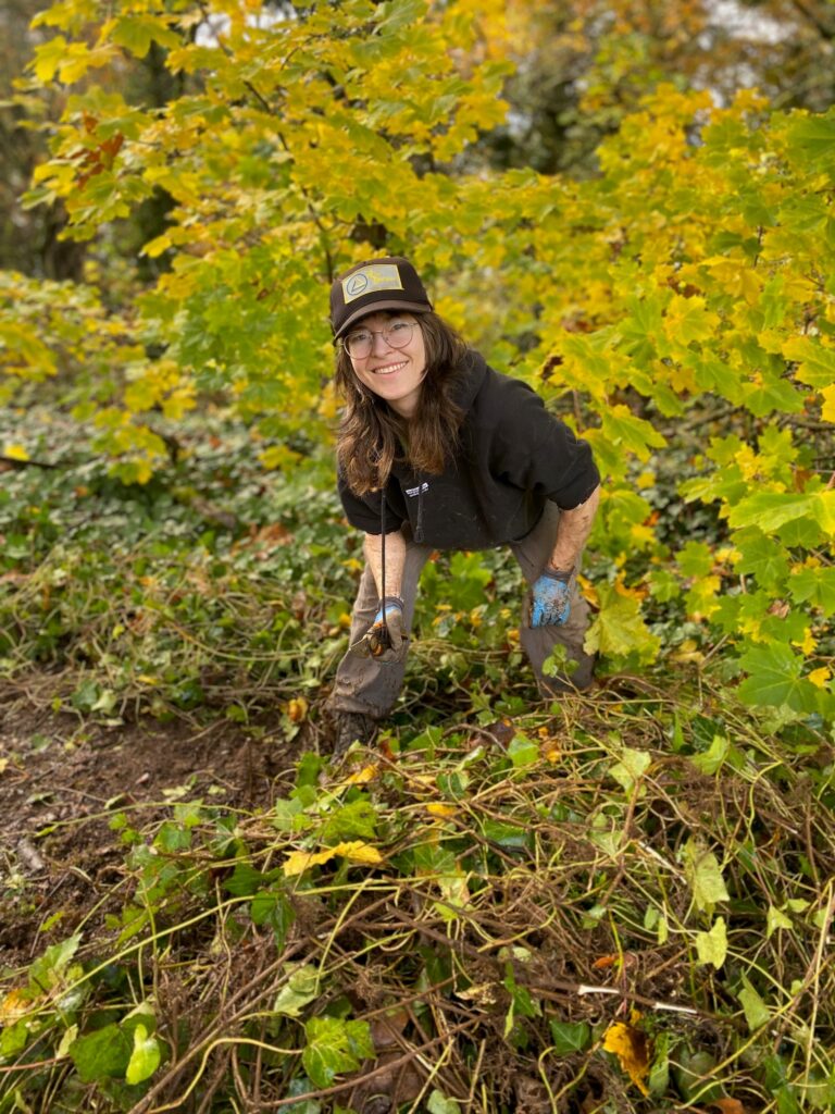 volunteer crouches near English ivy