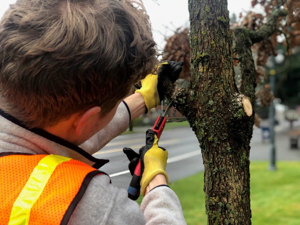 volunteer uses handsaw to prune a tree